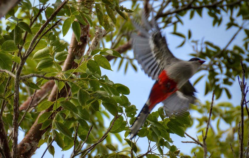 Vogelbeobachtung Las Terrazas Kuba