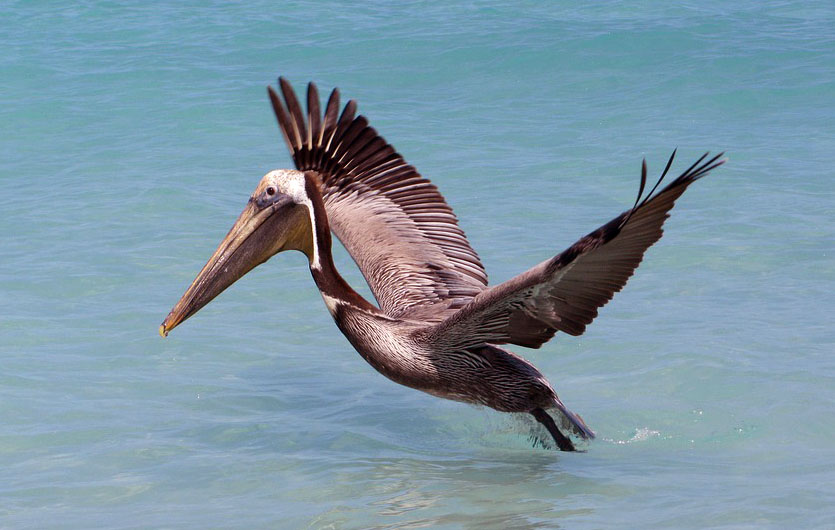 Pelikan in Kuba
