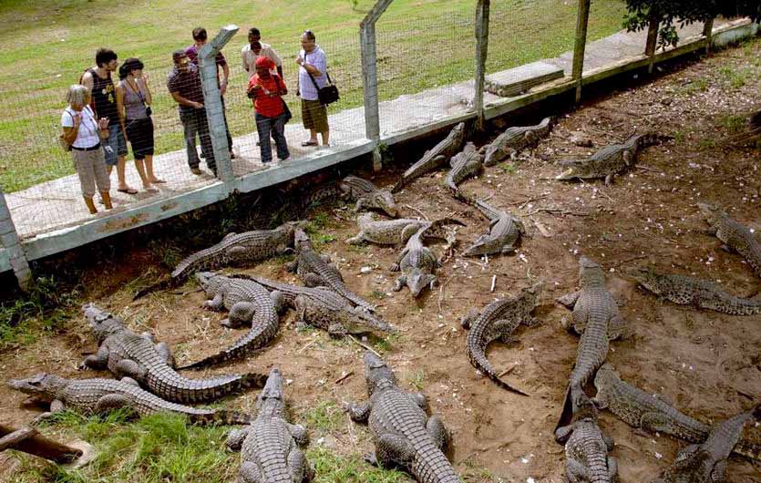 Krokodilfarm Boca de Guama Kuba