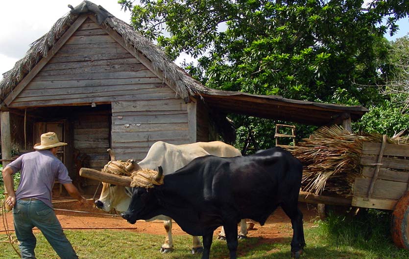 Landwirtschaft in Kuba